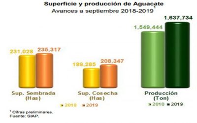 Aumenta 5.7 % producción de aguacate en el tercer trimestre