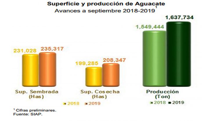 Aumenta 5.7 % producción de aguacate en el tercer trimestre