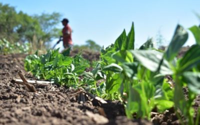 Habrá respaldo para asegurar los cultivos en este ciclo