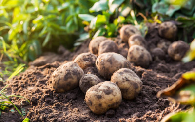 XVII Congreso Nacional de Papa, transformación de la industria tecnología y visión del futuro