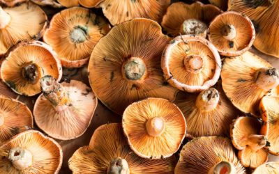 Por qué las setas que comemos son indispensables para conservar el planeta