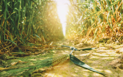 México y Estados Unidos buscan generar sistemas agroalimentarios resilientes