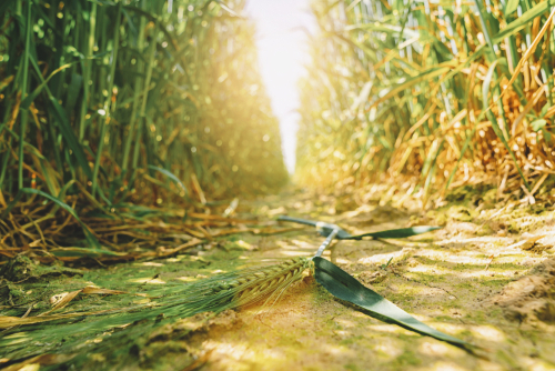 México y Estados Unidos buscan generar sistemas agroalimentarios resilientes