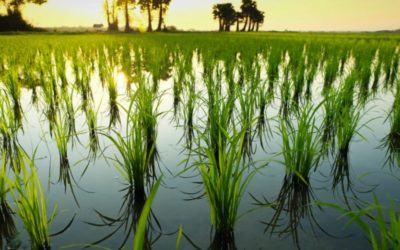 El clima cálido podría devastar los futuros cultivos de arroz