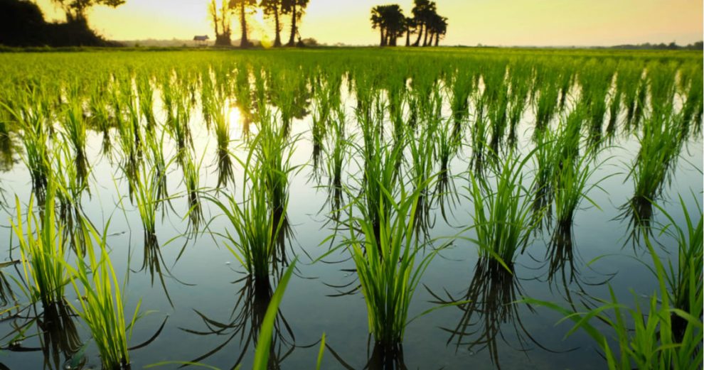 El clima cálido podría devastar los futuros cultivos de