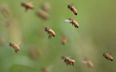 Guanajuato aprueba ley de protección de las abejas
