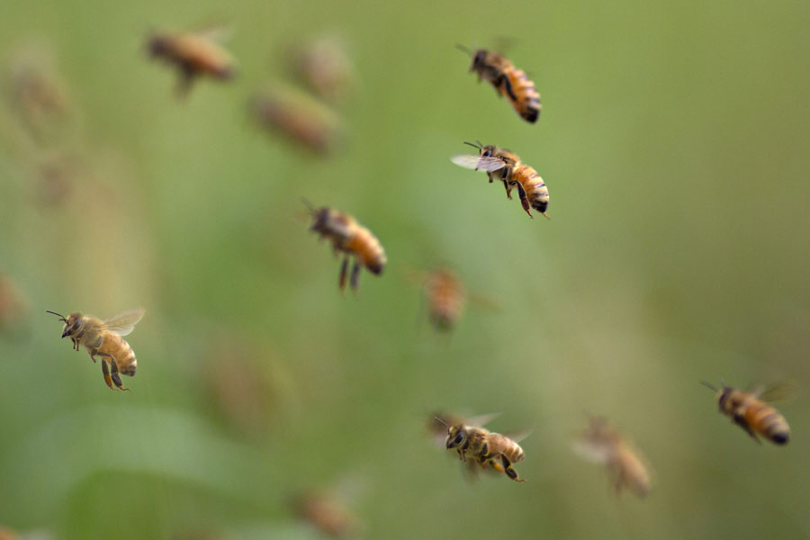 Guanajuato aprueba ley de protección de las abejas