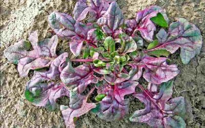 Se lanza la primera variedad de espinaca roja verdadera del mundo