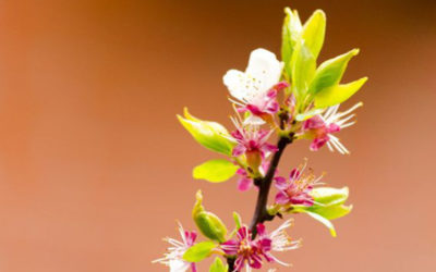 Los frutales también tienen que adaptarse a la crisis climática