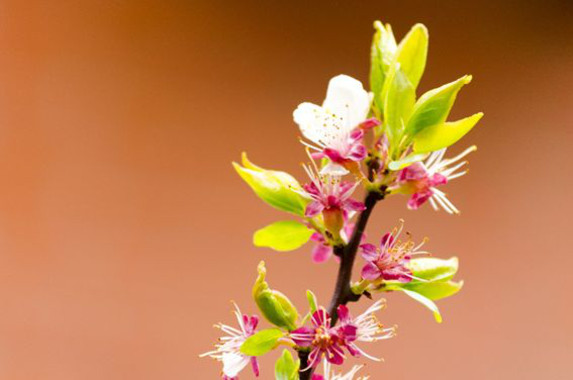 Los frutales también tienen que adaptarse a la crisis climática