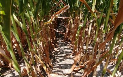 Con 10 MDP pagarán daños por siniestros de 71 mil hectáreas