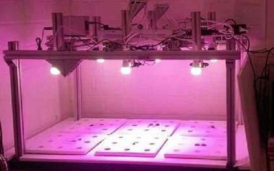 Agricultura del futuro: las redes neuronales han aprendido a predecir el crecimiento de las plantas