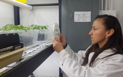 CREAN BIOESTIMULANTE QUE PROTEGE SEMILLAS DE CHILE CONTRA HONGOS