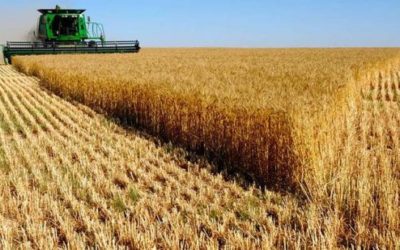 Peligran cultivos de Querétaro por escasa lluvia