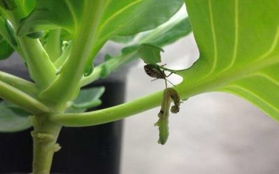 La efectividad del uso de enemigos naturales para combatir las plagas depende del entorno