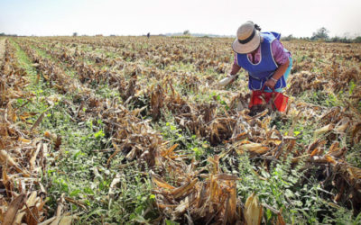 FIRA emite bono por 4.5 mmdp para agro