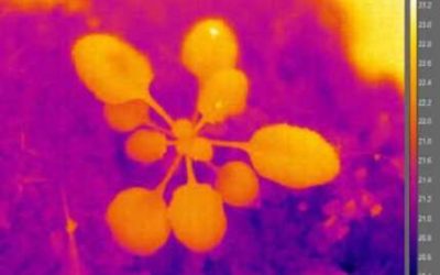 Cómo las plantas ajustan su plan corporal para hacer frente al estrés por altas temperaturas