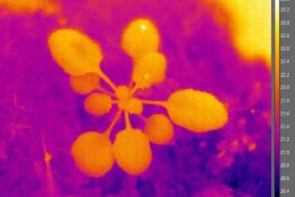 Cómo las plantas ajustan su plan corporal para hacer frente al estrés por altas temperaturas