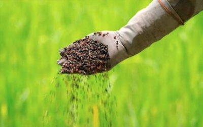 Clave para elaborar programas de fertilización de cultivos