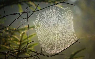 INSECTOS ÚTILES Y CAMBIOS EN EL PAISAJE