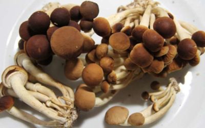 INVESTIGADORES: INGREDIENTE PARA EL NUEVO AGENTE MOSQUITOCIDA PRODUCIDO POR HONGOS COMESTIBLES CULTIVADOS