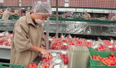 Toman medidas productores y autoridad sanitaria para garantizar exportaciones de jitomate y chile fresco a EU