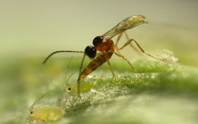 México, potencia en control biológico de plagas