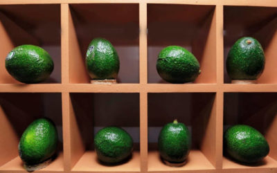 Cierra Jalisco 2019 con más huertas aguacateras sin plagas