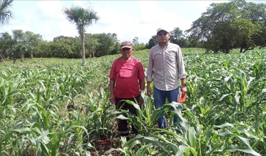 Maíces nativos, clave para erradicar el hambre y mejorar la nutrición en el país: Agricultura-CIMMYT