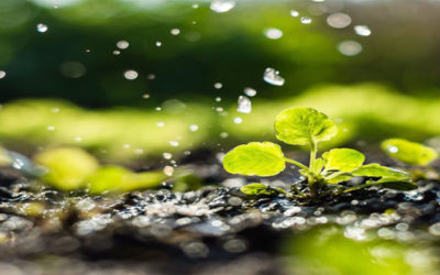 Declara la ONU al 2020 como el«Año Internacional de la Sanidad Vegetal»