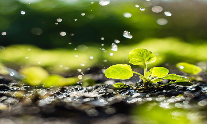 Declara la ONU al 2020 como el«Año Internacional de la Sanidad Vegetal»