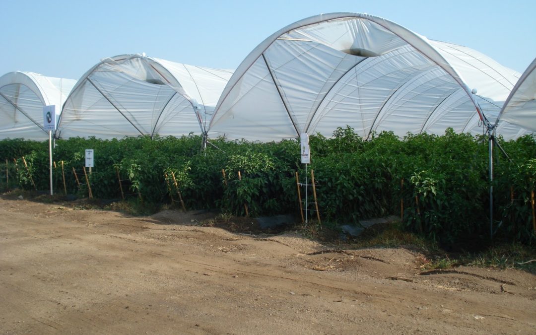 Agricultura protegida, otra manera de cultivar