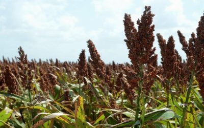 2020, Año Internacional de la Sanidad Vegetal