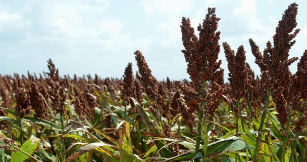 2020, Año Internacional de la Sanidad Vegetal