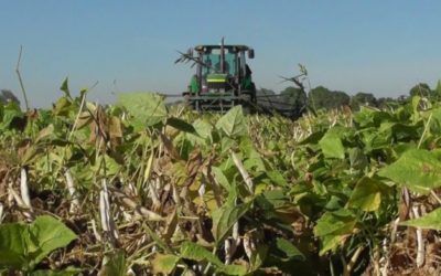 Buscan evitar robo hormiga de frijol en Sinaloa