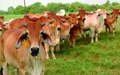 Fortalecerán México y Argentina relación tecnológica y comercial en rubro agropecuario