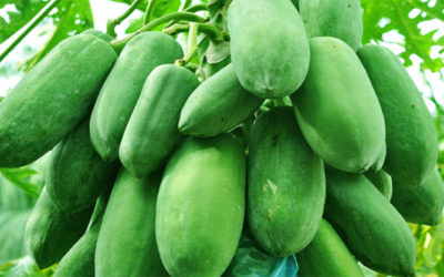 Baja producción de papaya a la mitad en Oaxaca