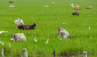 Desarrolla Colpos variedades de pasto para bajíos tropicales inundables, más productivos y rentables