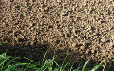 Investigadores desarrollan un nuevo sensor de nitrato de suelo en tiempo real