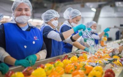 Suben 8.6% exportaciones agroalimentarias mexicanas