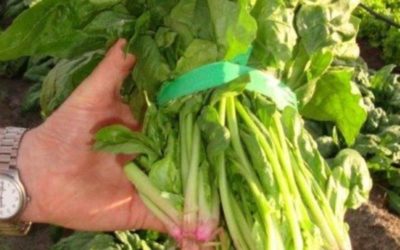 Recomendaciones para reducir las pérdidas de calidad en las hortalizas