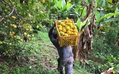 En México persisten brechas a reducir en agricultura: BM