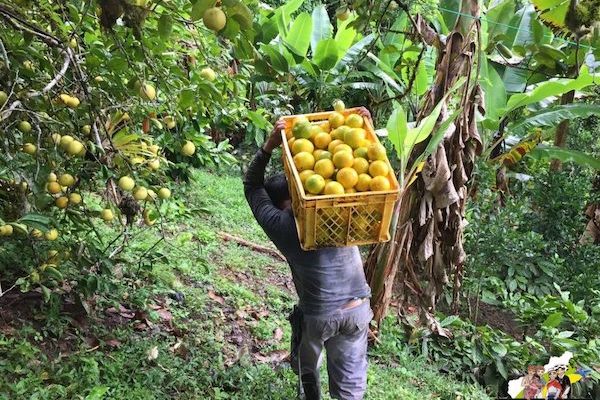 En México persisten brechas a reducir en agricultura: BM