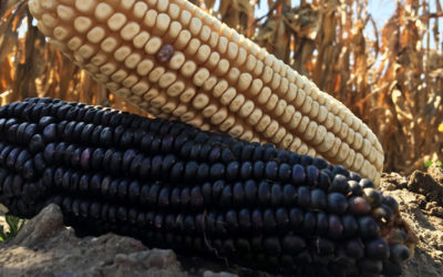 Producción para el Bienestar, impulso para medianos y pequeños productores