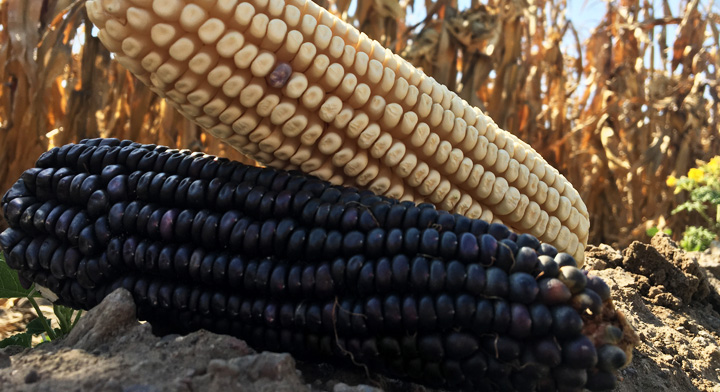 Producción para el Bienestar, impulso para medianos y pequeños productores