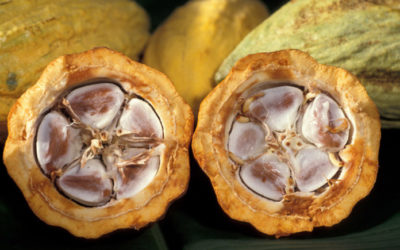 Habrá menos chocolate en el mundo este año