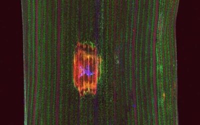 Detener el hongo mancha amarilla que ataca los cultivos de trigo