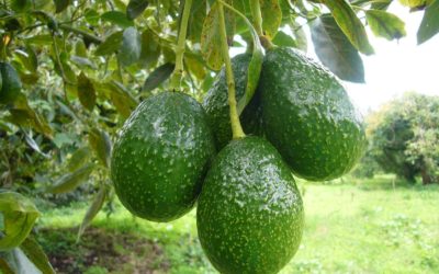 Tras granizadas aseguran la exportación de aguacate a eu; hay daños mínimos en huertas