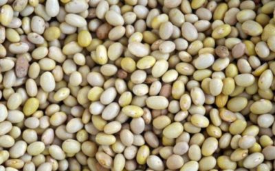 Pierde Zacatecas 70 % del frijol en el ciclo 2018-2019