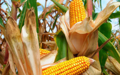 Pronostican agroempresarios mal año en producción de maíz
